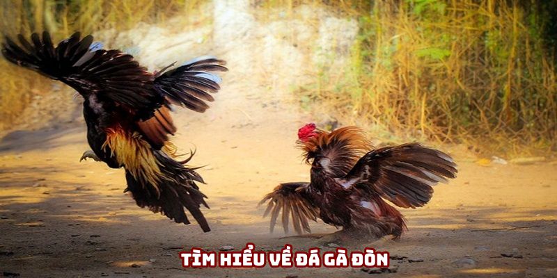 Đá gà đòn - Bộ môn truyền thống đầy hấp dẫn và kịch tính